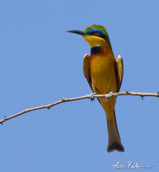 Ethiopian Bee-eater